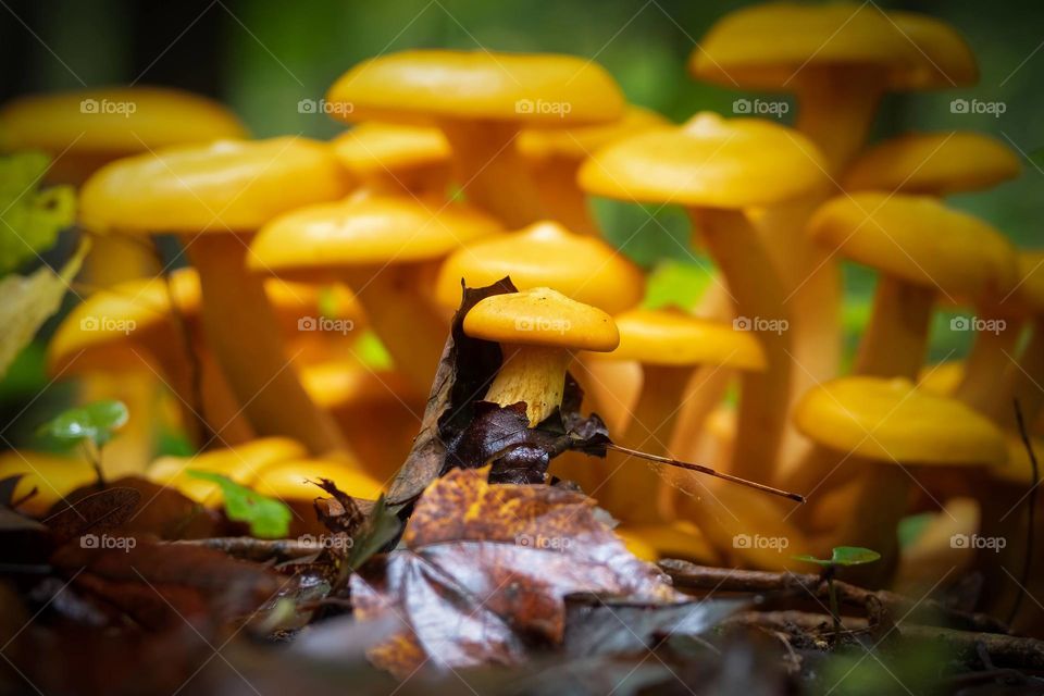 The entire extended family came to greet the new arrival.
.
Eastern American Jack-o’-lantern (Omphalotus illudens). Raleigh, North Carolina. 