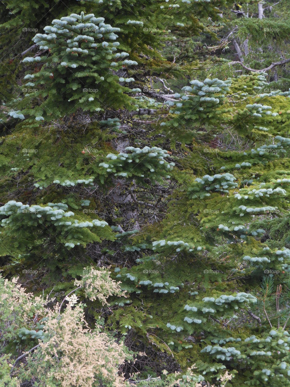 Layers of pine growth 