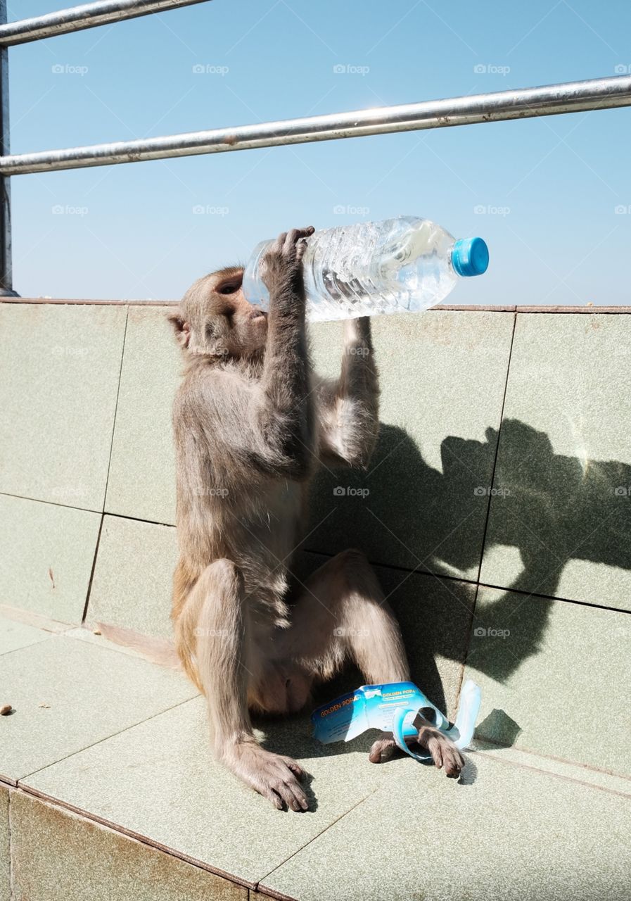 Monkey is thirsty