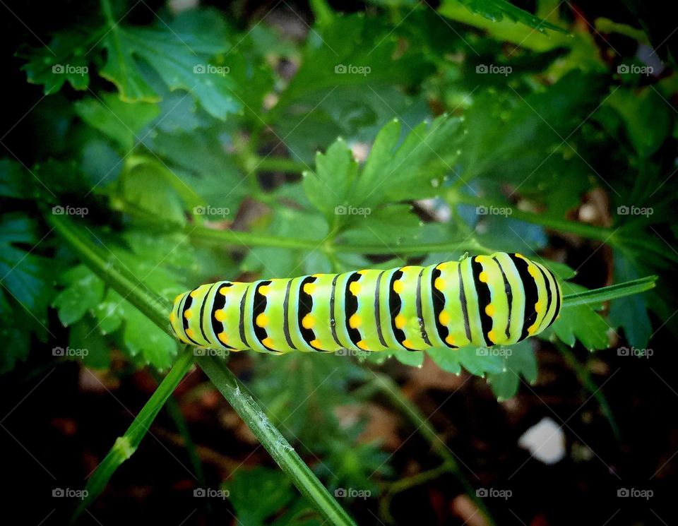 Monarch Caterpillar 