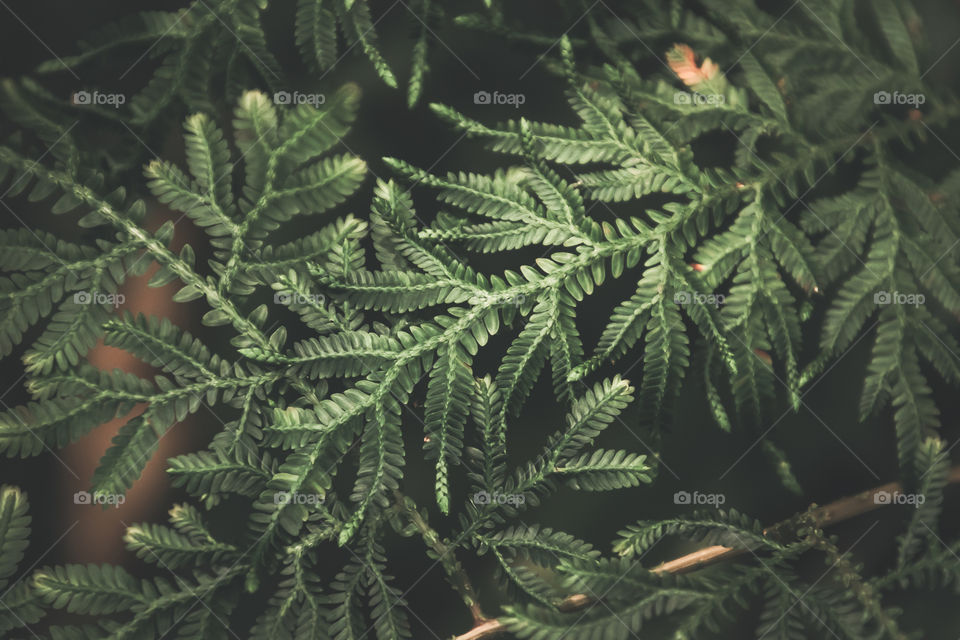 Beautiful, fresh and green wild plant in the forest during morning walk heading to the waterfall