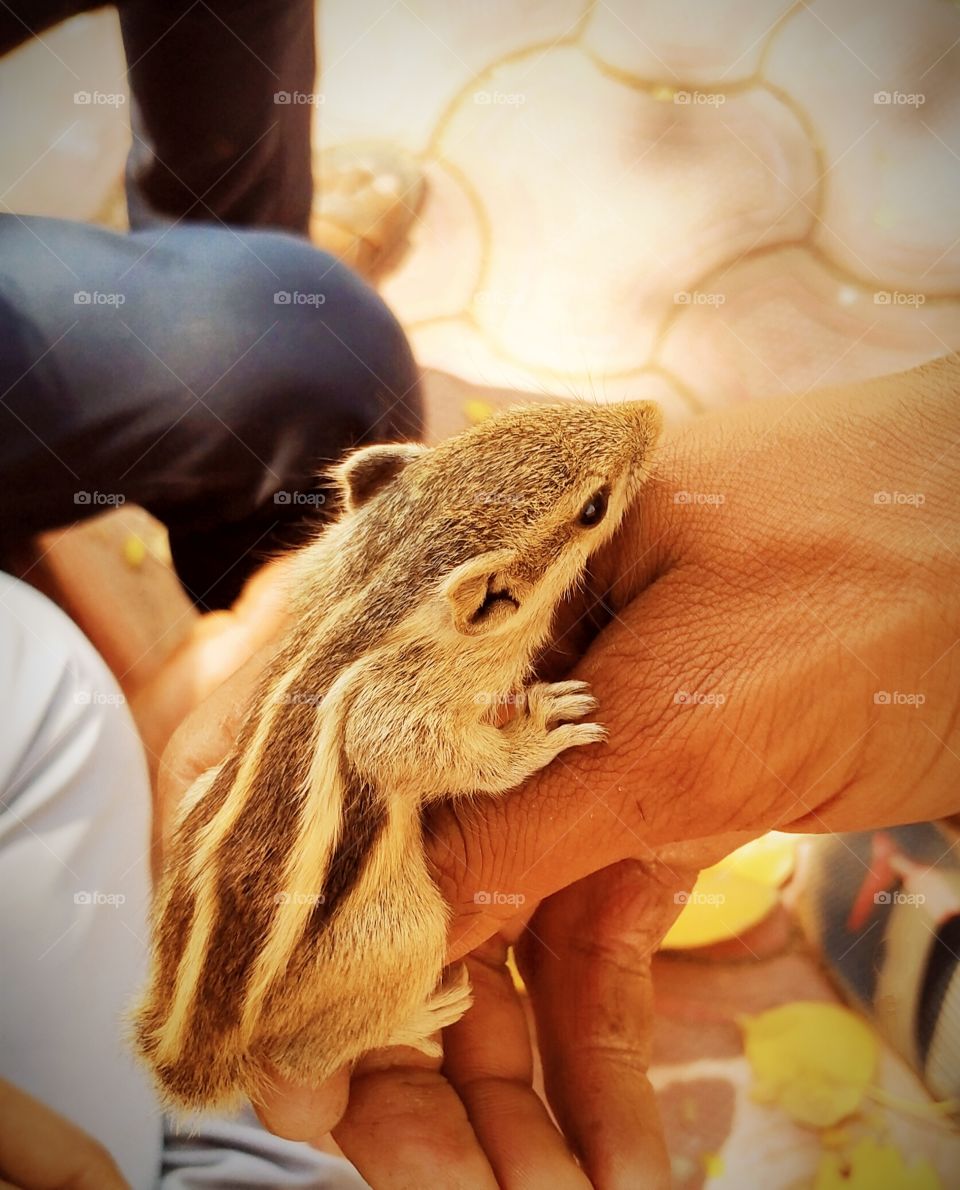 Squirrel 🐿️ Sitting pose on hand Shot on Camera