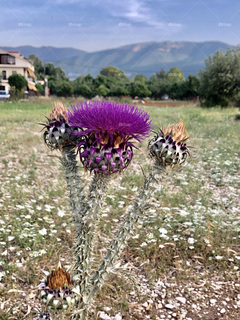 The beautiful flowers of kefalonia. Colorful, mysterious, and beautiful. 