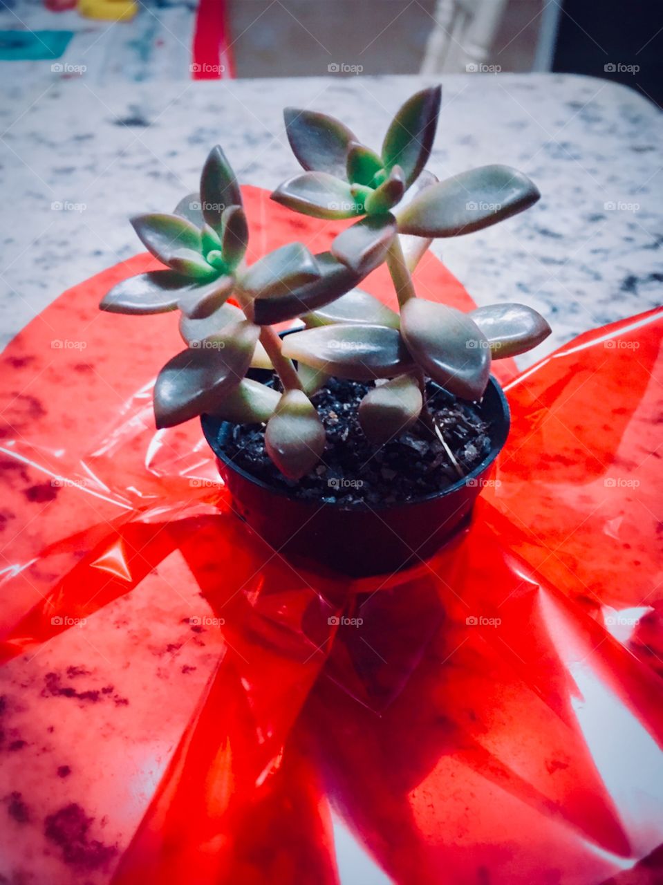 Essa planta se chama SUCULENTA, é uma flor que se cultiva em vasos e dá longos galhos como samambaias. Gosta de bastante umidade. 