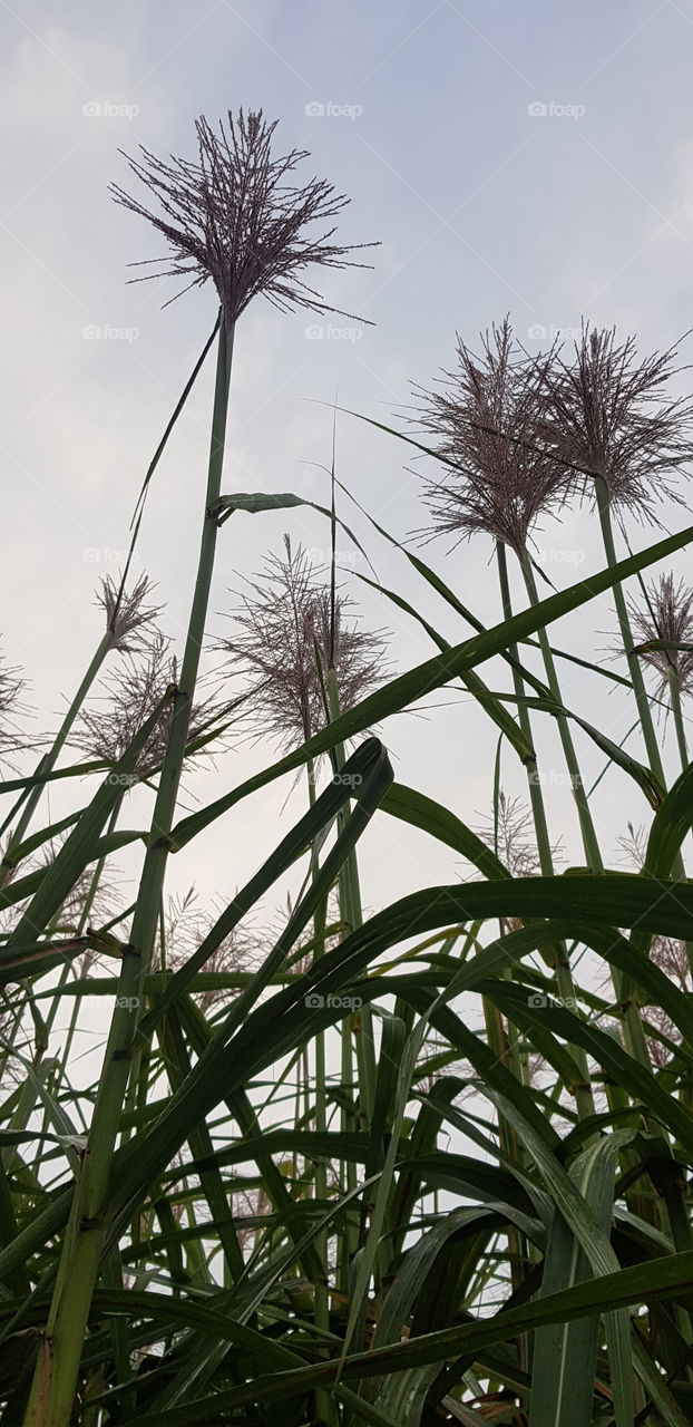 Cane flowers