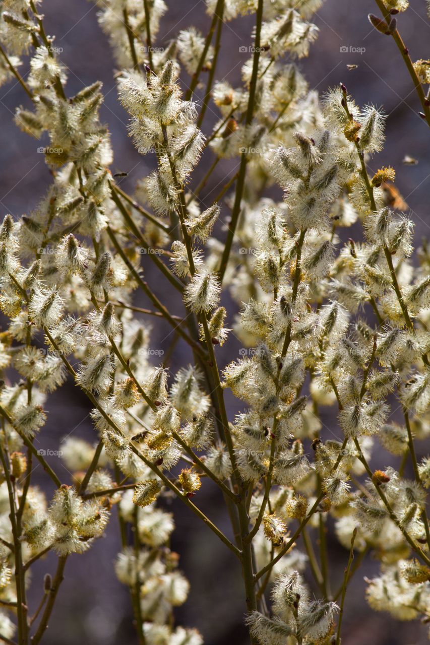 early spring blossoming