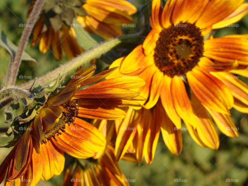 Sun flower