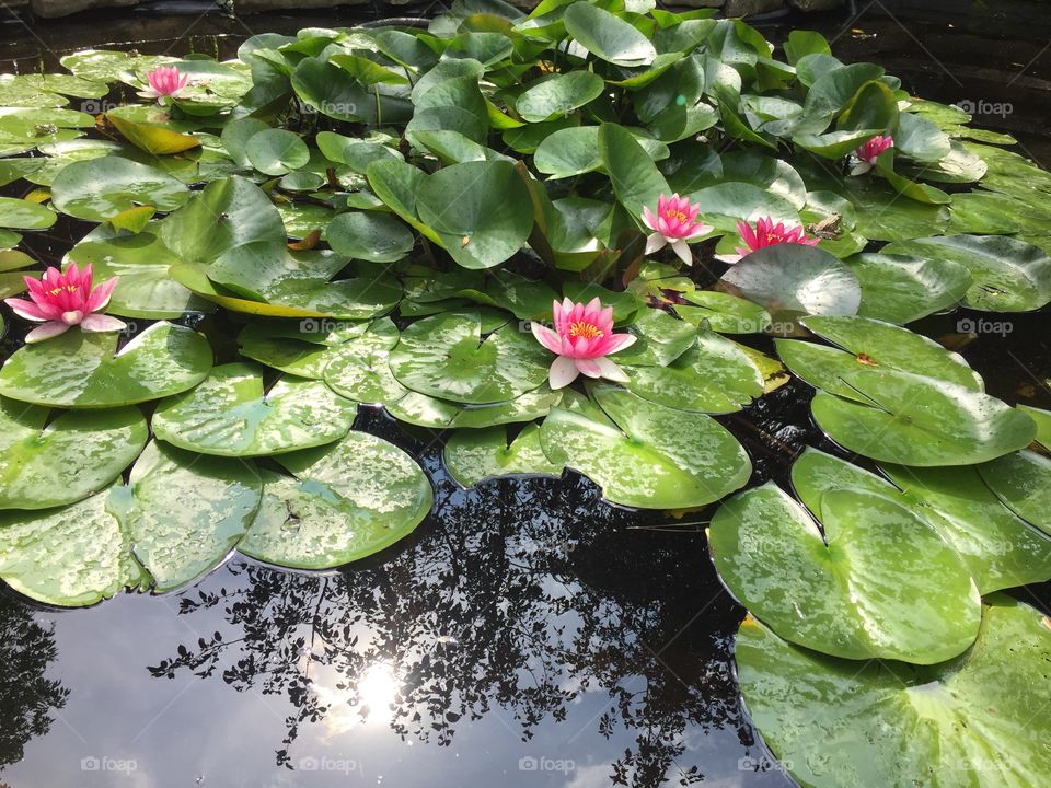 Waterlilies in a pond - Inspired by Monet’s gardens