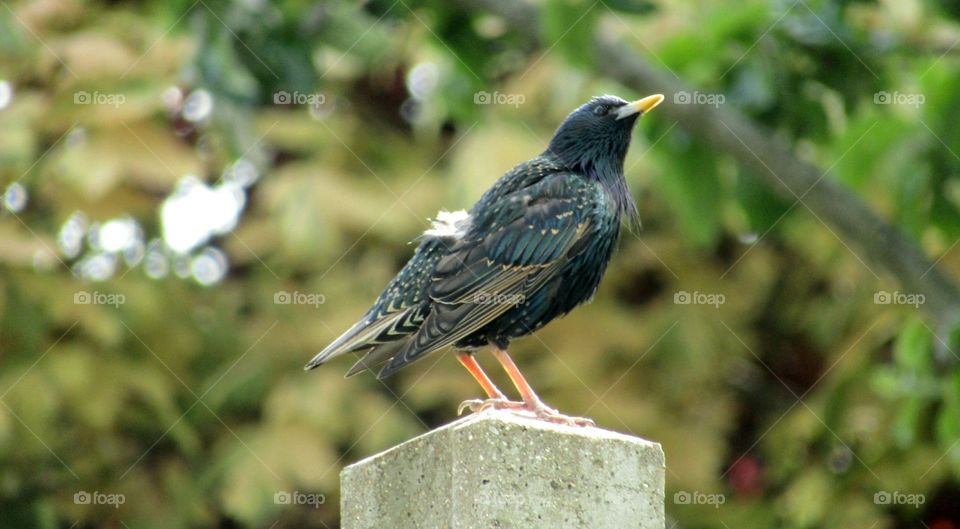 Starling