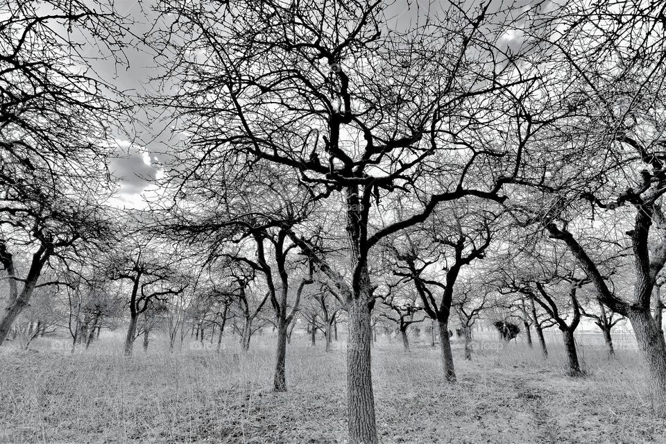 black and white long shuttertime picture from an orchard with bare trees