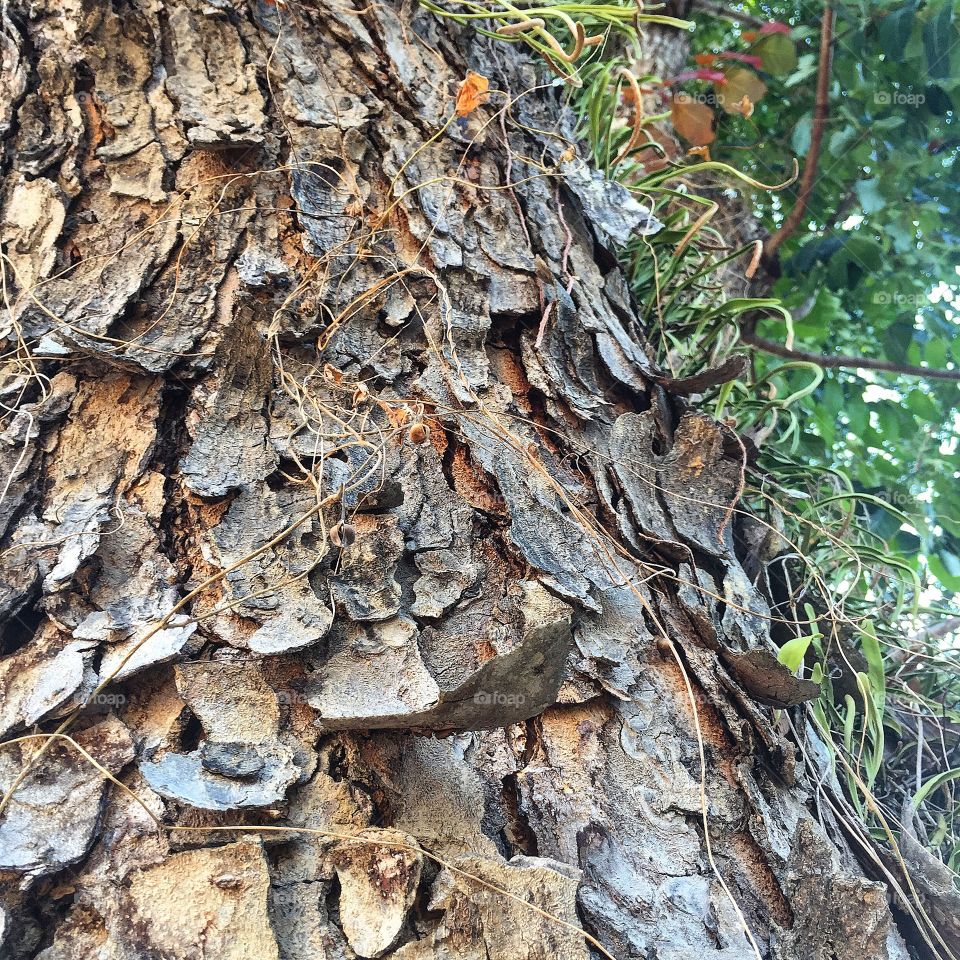 Bark of a tree