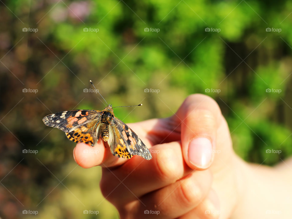 Person's hand holding a butterfly