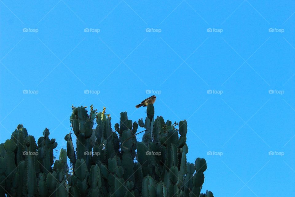 A bird resting on a large cactus.  Tropical climate.  Photos taken in Costa Rica