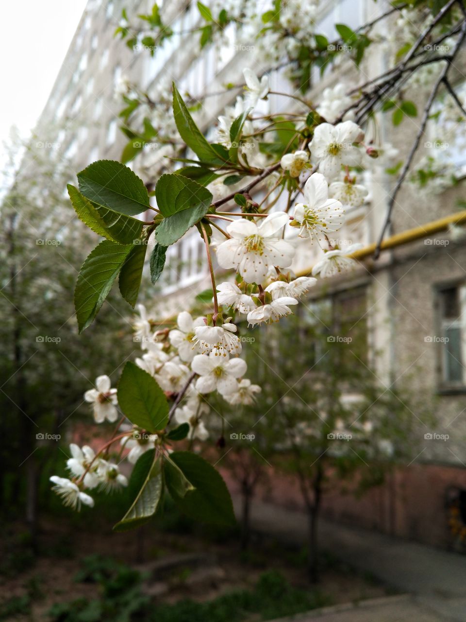 spring flower tree