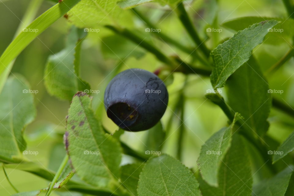 Blueberry in natural environment 