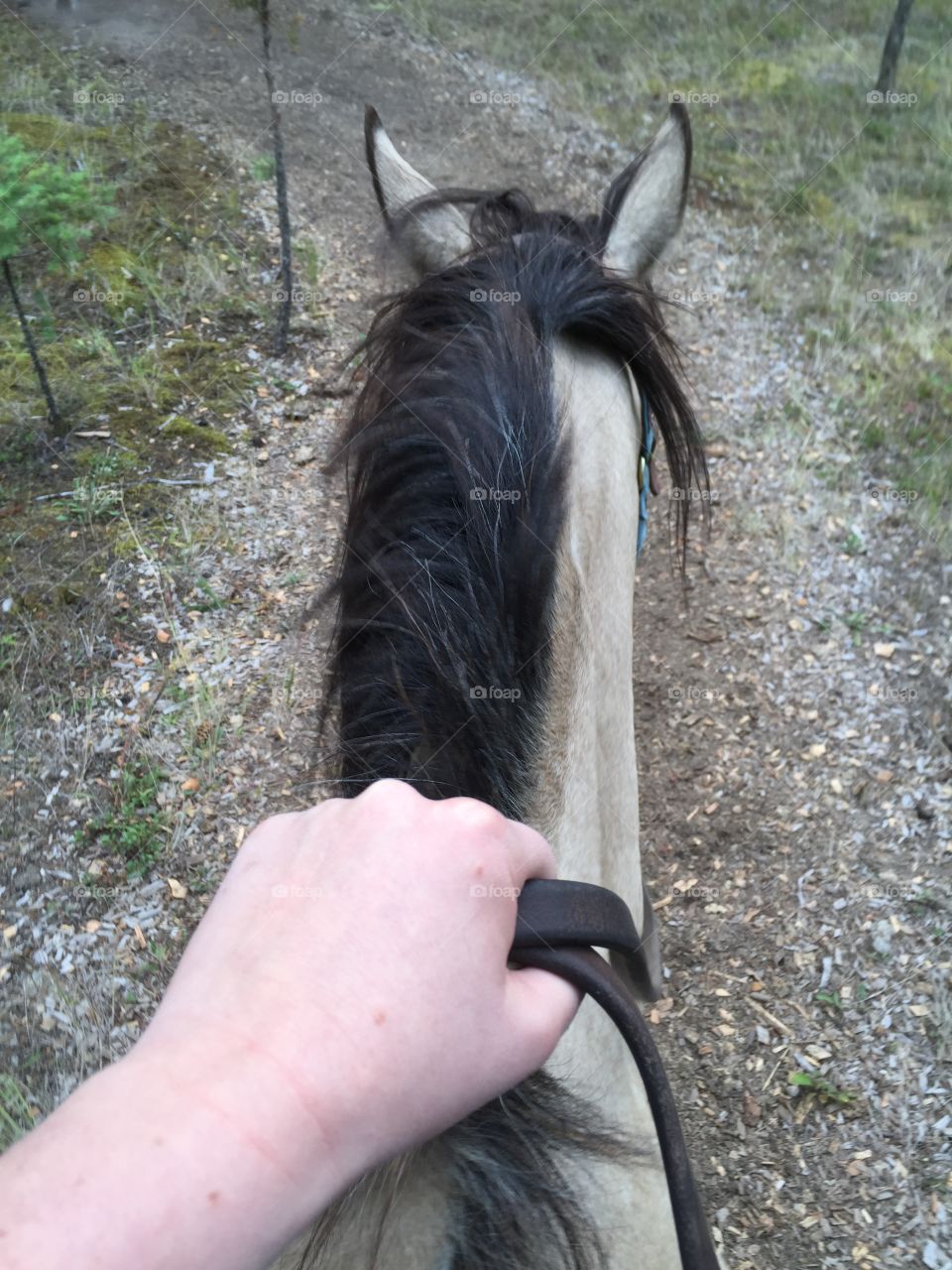 Horseback riding 