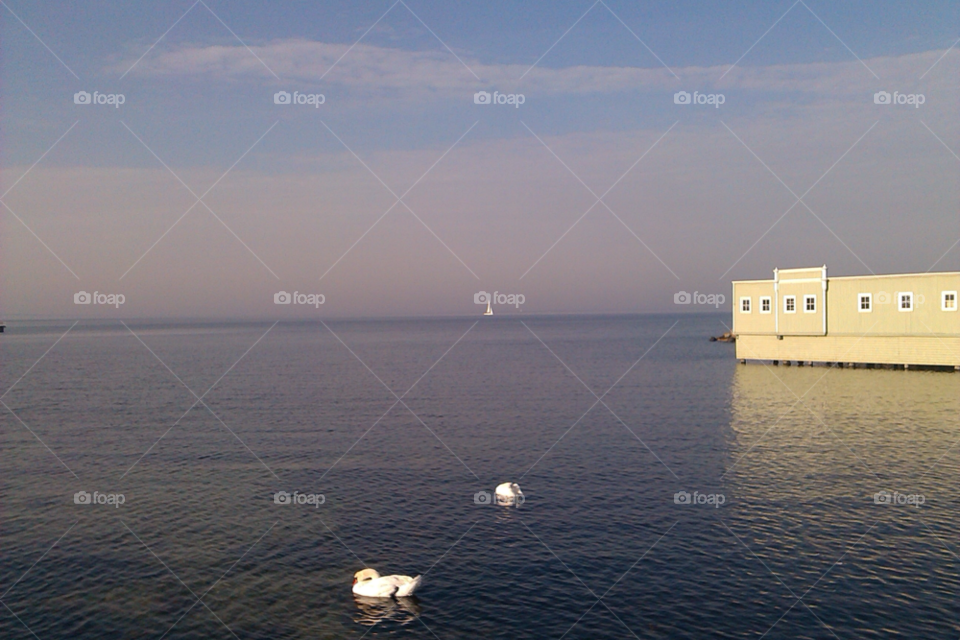 malmö swans by NinniHL