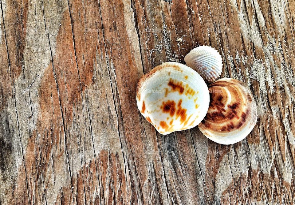 Sea Shells