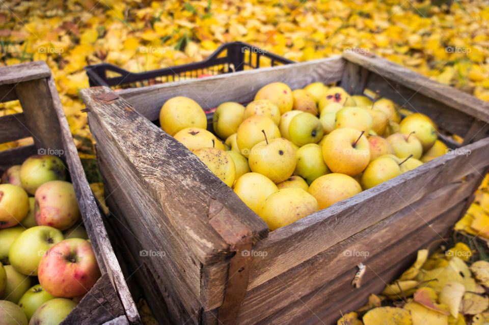 Harvest ripe juicy and tasty apples.