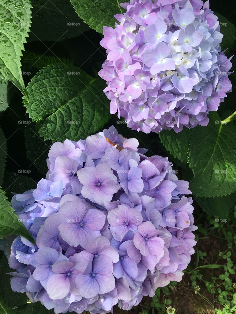 Against my 94 year old neighbors house is these beautiful hydrangeas she still takes care of her flowers!