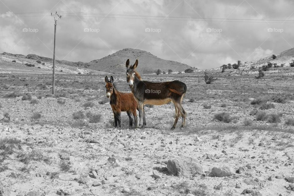 Wildlife in Cape Verde, wild donkeys.