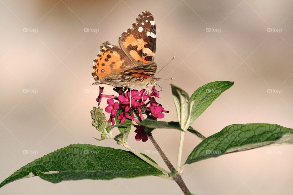 Monarch in the garden