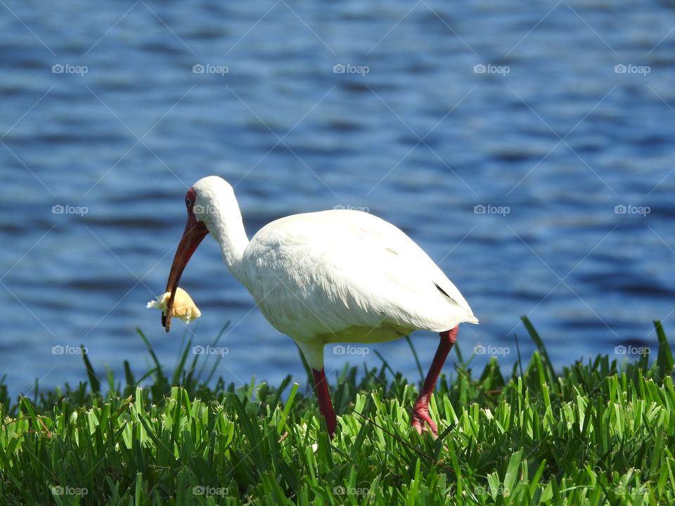 Hungry ibis