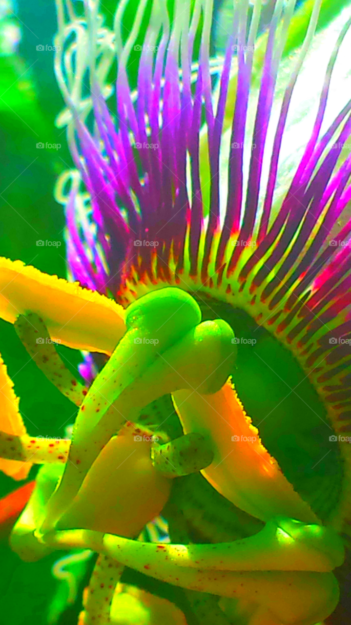 "Passion Of The Christ Flower"