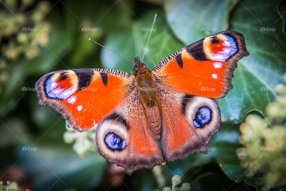 Peacock butterfly