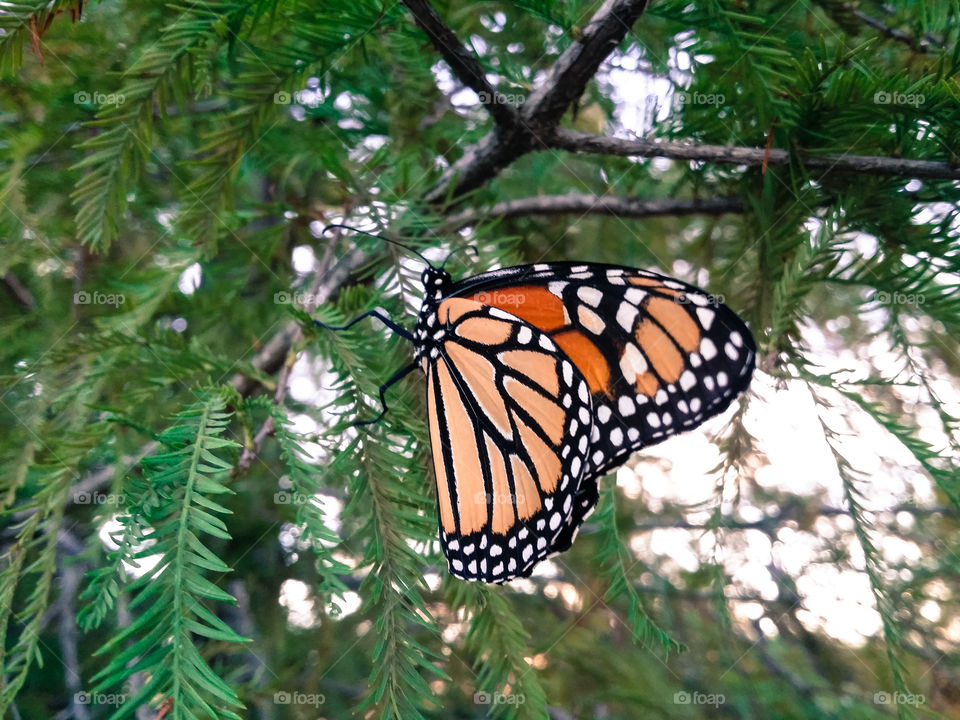 Monarch Butterfly on a Cypress Tree