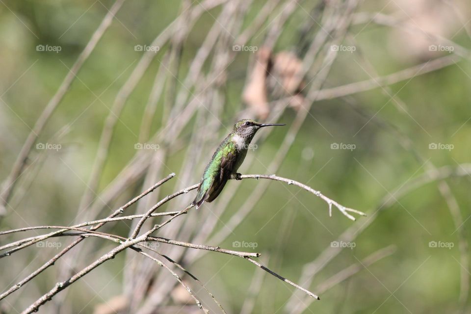 Ruby Throated Hummingbird resting on a branch on a beautiful,  sunny summer day