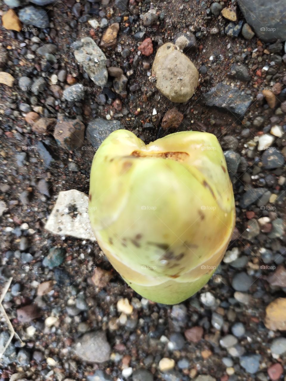 📷👁️🥥🥥
Beauty  of early Growing ...
Unripe  Fruits of Coconut🌴🌴

Wonderful Flora World