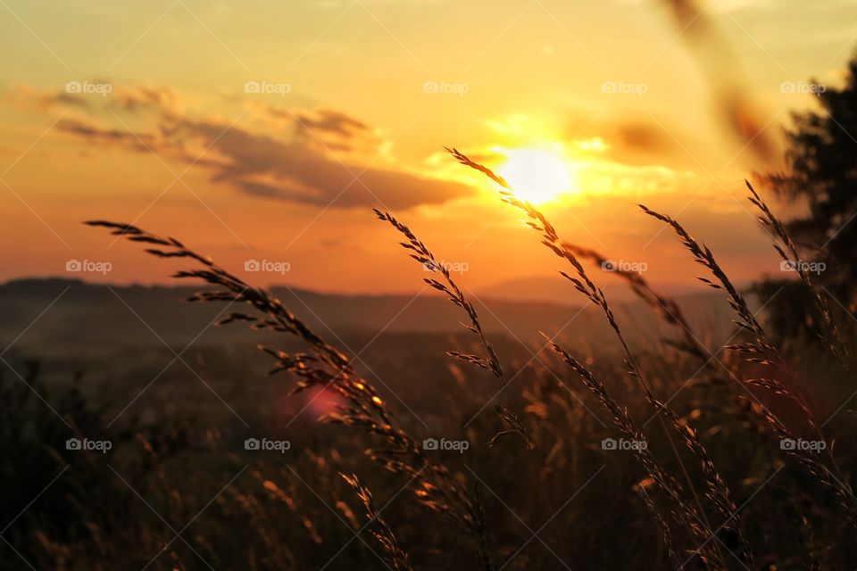 Fields of gold. Right at the very end of golden hours. Polish fields with Czech mountains in the background. 