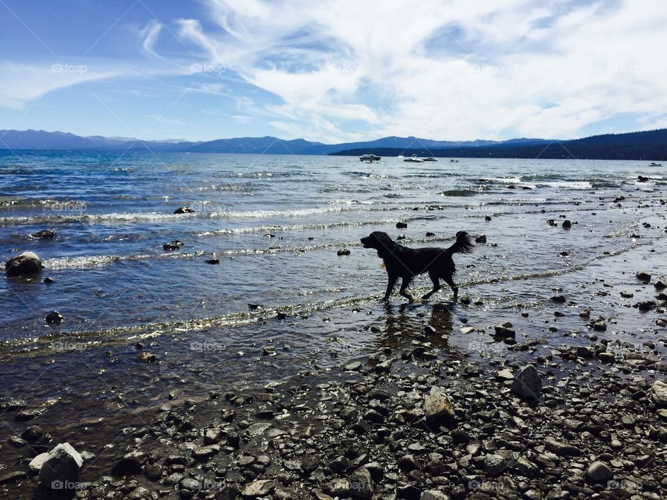 Happy dog at Lake Tahoe 