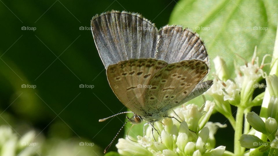 Milkweed butterfly, subfamily Danainae, any of a group of butterflies in the brush-footed butterfly family