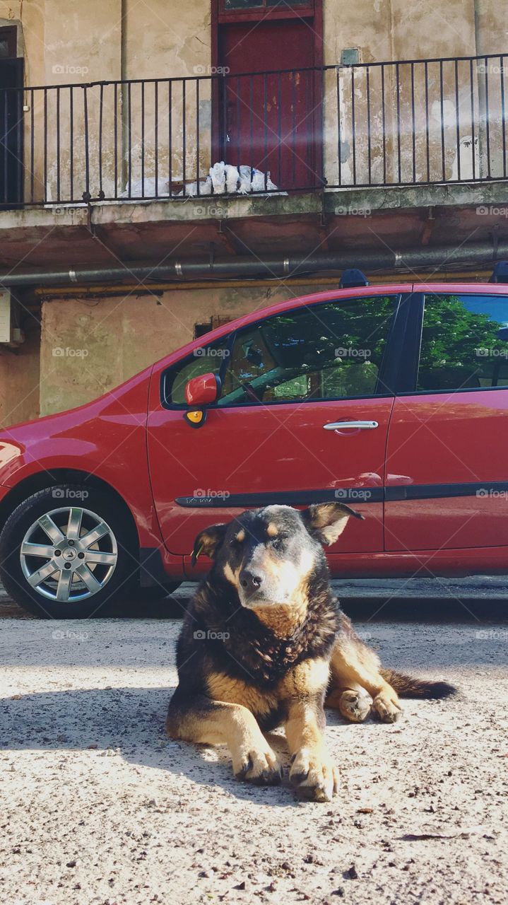 Dog, Car, No Person, Transportation System, Vehicle