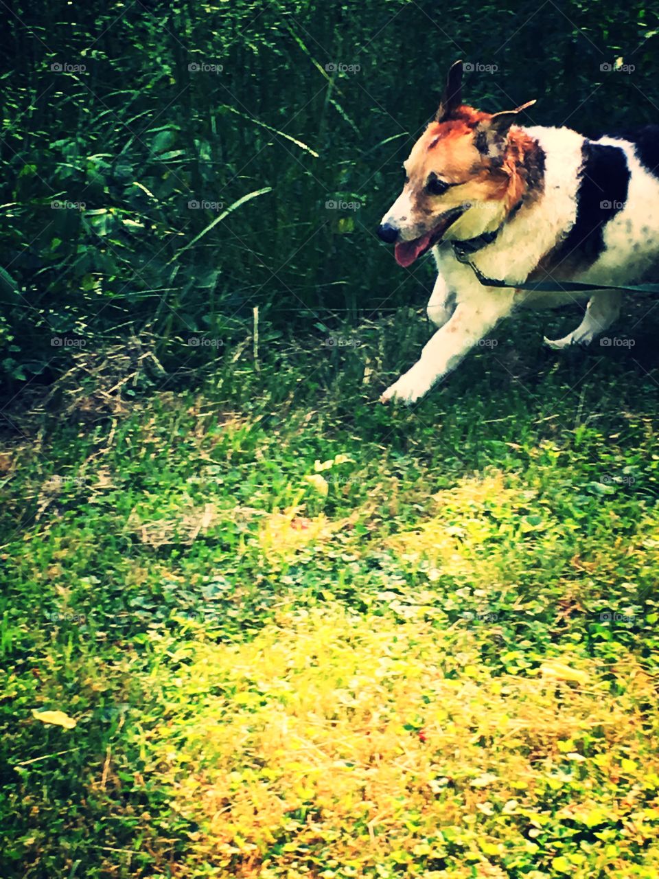 Gunner the dog frolicking in the park