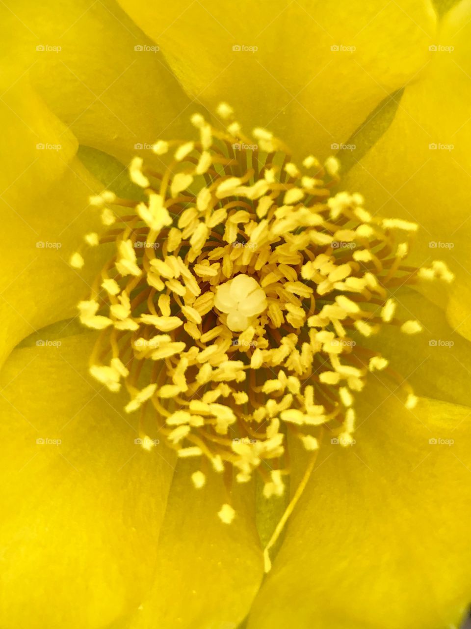 Full frame closeup prickly pear blossom 