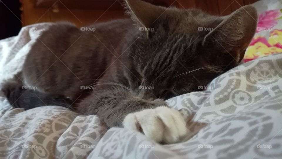 Chloe cat asleep on my bed