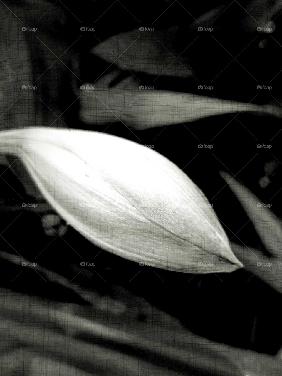 A closed bulb of a lily in black and white. This beauty grows in the botanical gardens. It's simple but effective in black and white