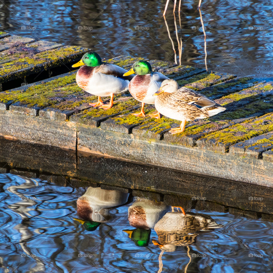 Three mallard ducks reflecting on their reflections