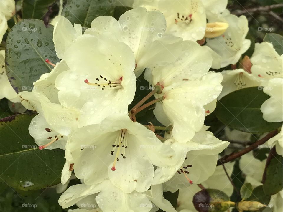 Rhododendron in the city park under spring