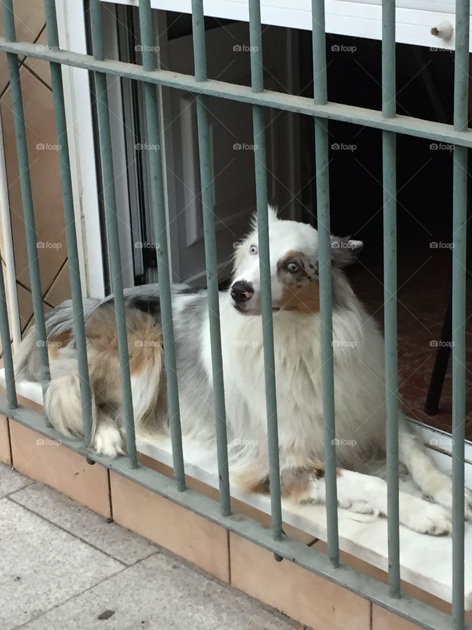 Dog behind bars with white eye. Saw this dog while walking, seemed a bit bores but beautiful white eyes!
