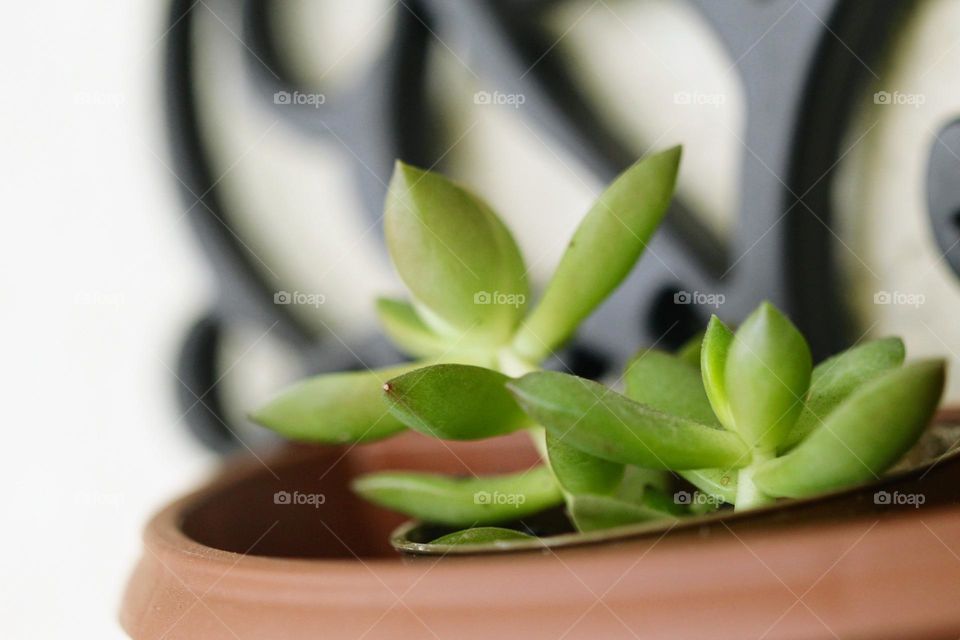 Close-up of a potted plant