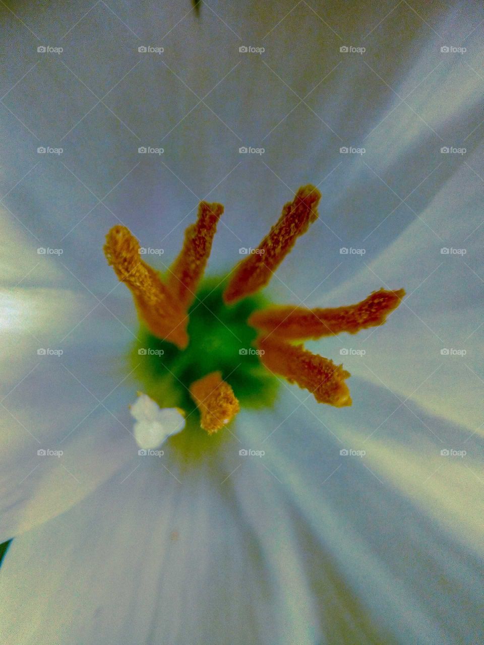 Inside white Lily:- Style,Stemen, filament & petals