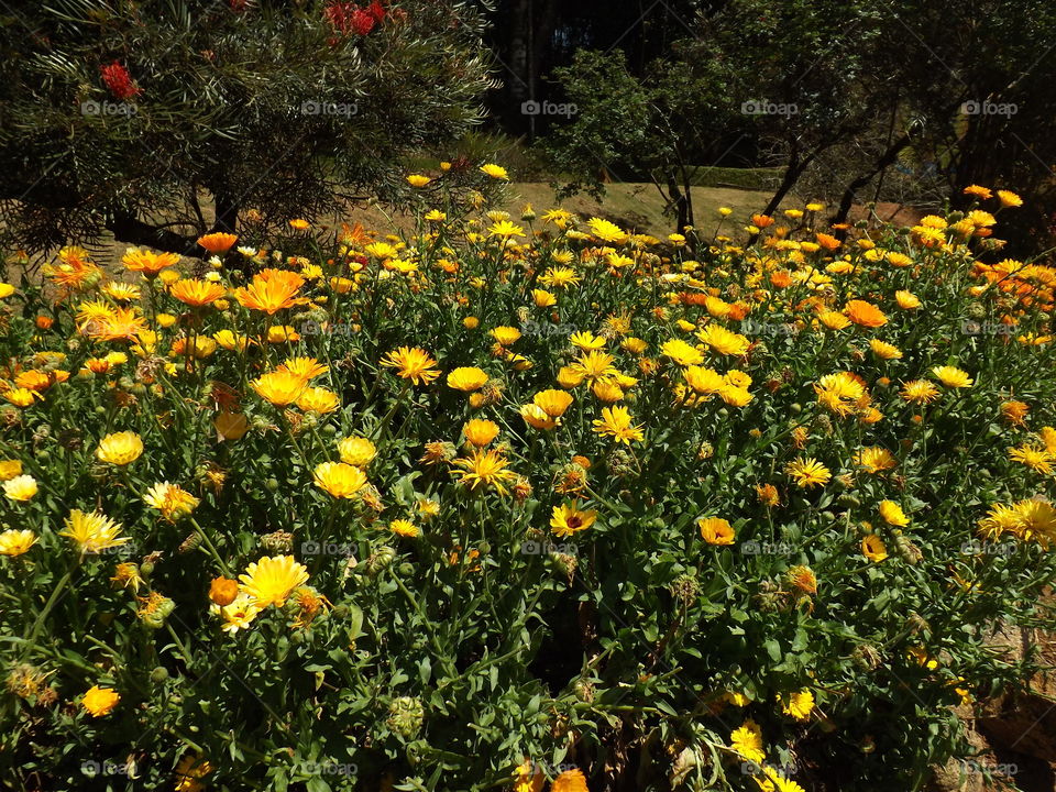 Flowers