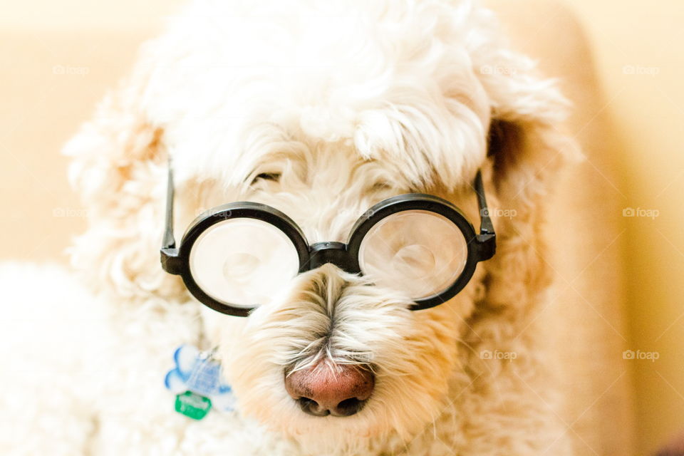Dog with eye glasses