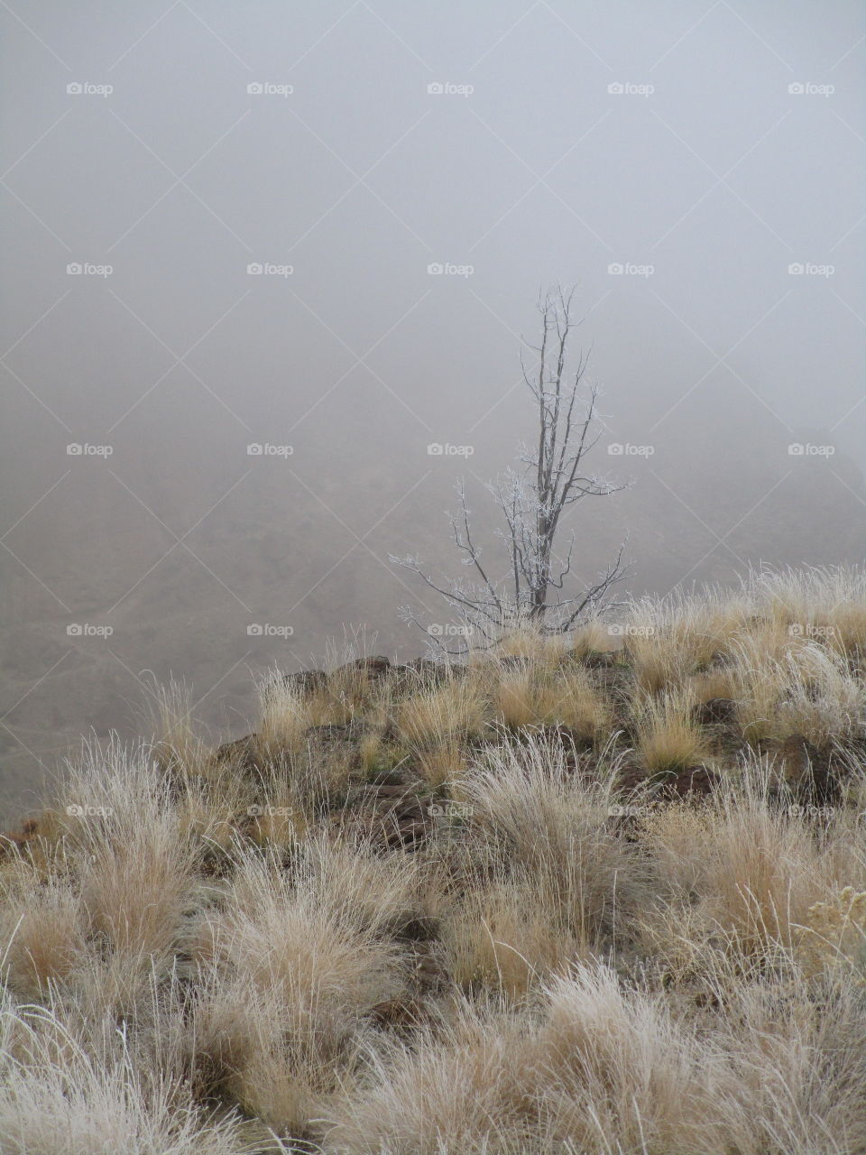 A fresh coat of frost on trees and wild grasses with Smith Rock slightly visible through morning fog on a Central Oregon morning. 