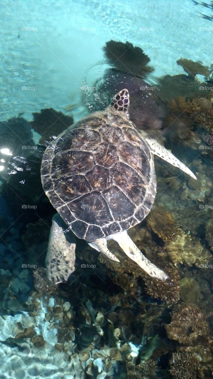 sea turtle . Baltimore aquarium