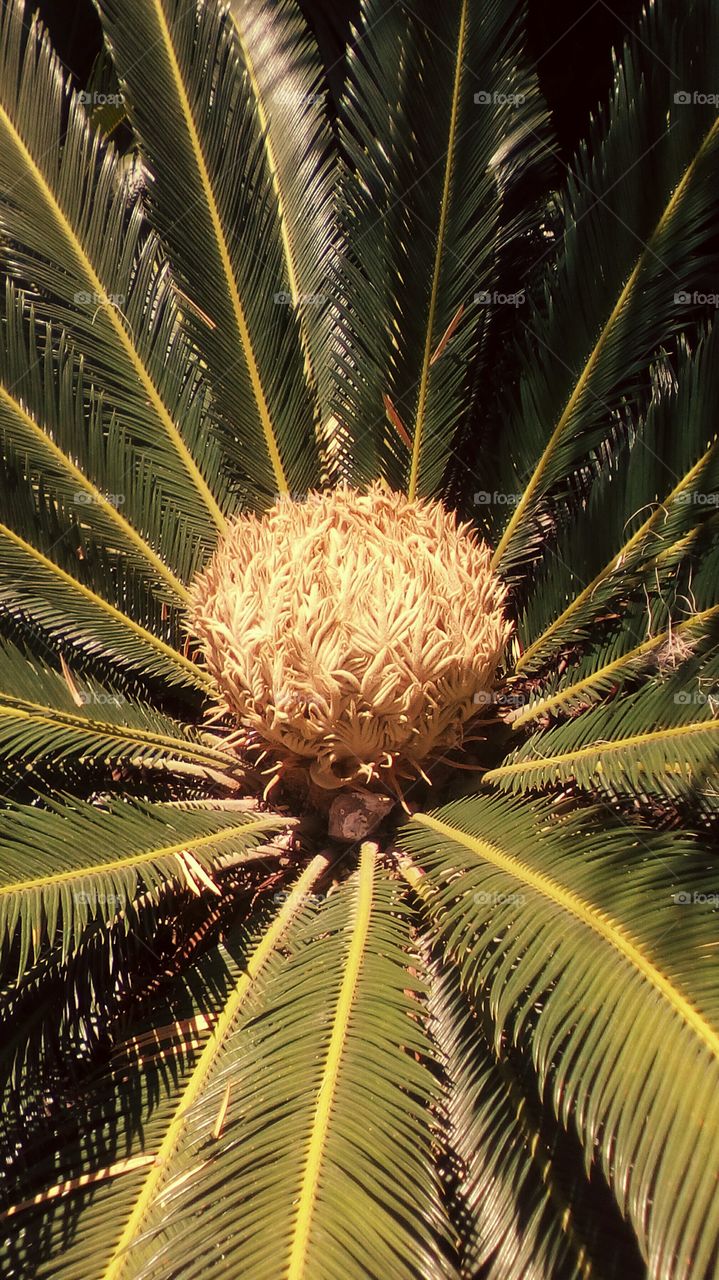 Sago Palm Cycad or Japanese Sago Palm or Cycas or Cycad .
It is about tropical exotic plant palm-shaped.
In photo we see the female Sago Palm
Cycad.